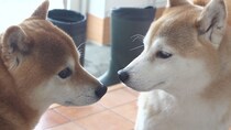 柴犬まみれのお泊まり会！柴犬はちくんの家に、実家のイヌトモ“Q”が遊びに来た