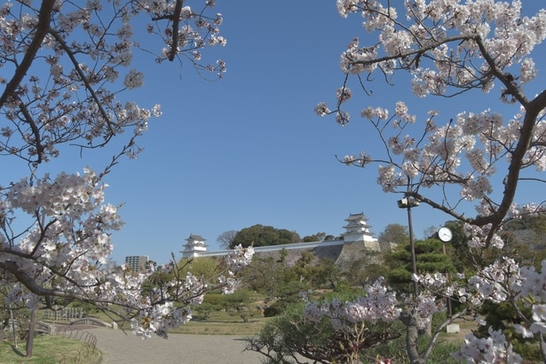 標本木から両櫓を望む風景/明石公園の桜