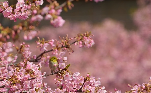 早咲き桜として人気の河津桜(写真は松戸宿坂川の河津桜)