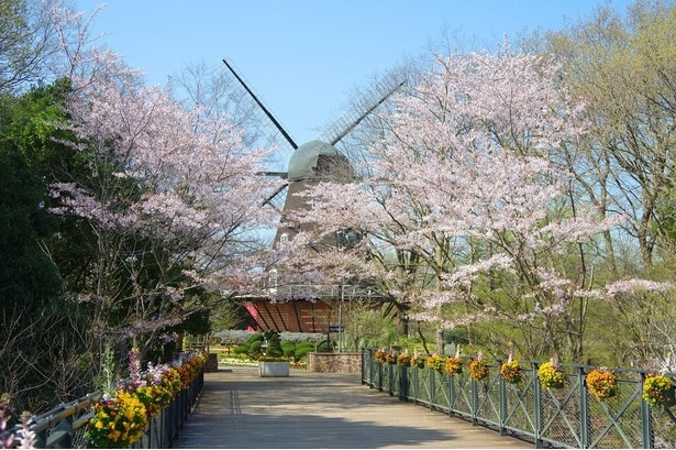 園内各所に桜が開花する/ふなばしアンデルセン公園の桜