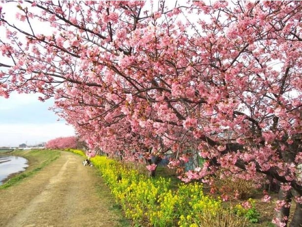 小出川を散策しながら河津桜の美しさを堪能できる/小出川沿いの河津桜