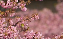 今週末に河津桜が楽しめるお花見名所(3月7日・8日)