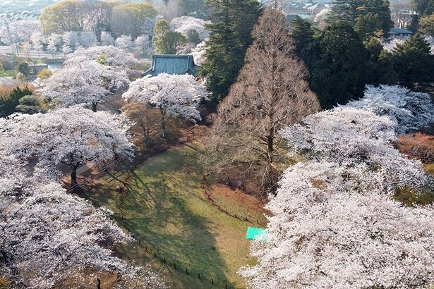 約2000本の桜が咲き誇る「清水公園」