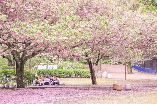 「千葉市動物公園」の芝生広場を包む淡い桜色