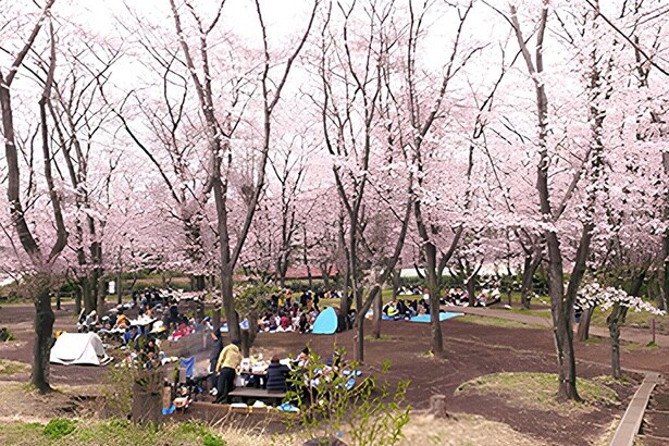 お花見BBQでにぎわう「こども自然公園」