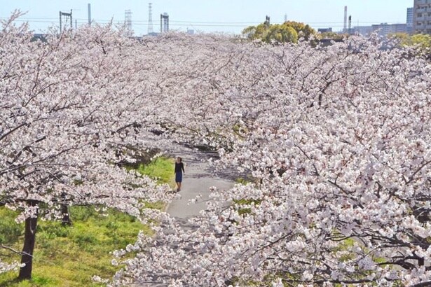「小松川千本桜」は、南北約2キロにわたり桜が楽しめる