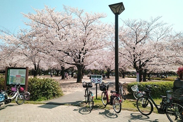 「木場公園バーベキュー広場」の桜