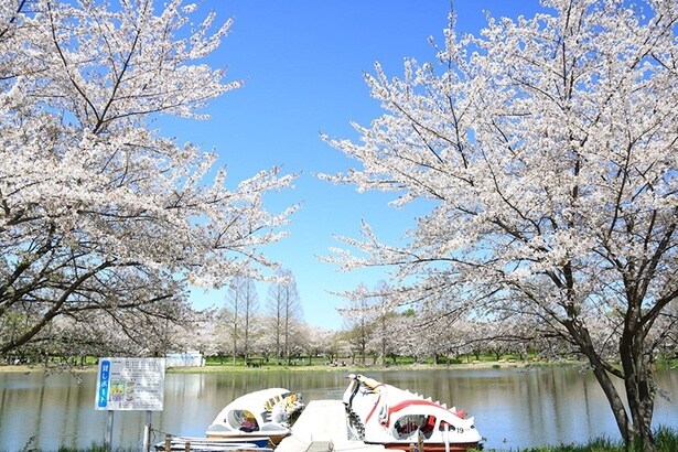 「ホットスタッフ川越パーク(川越水上公園)」の桜
