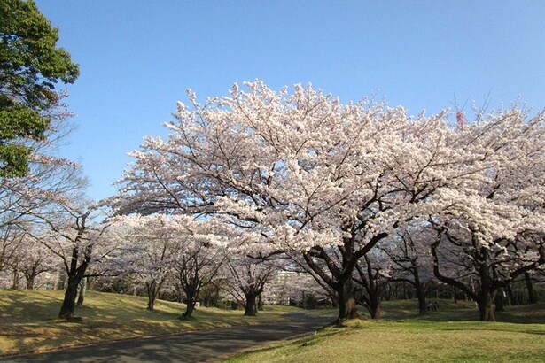 「所沢航空記念公園」の桜