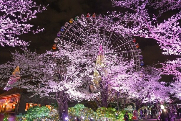 限定演出「桜色の宝石の輝き」 