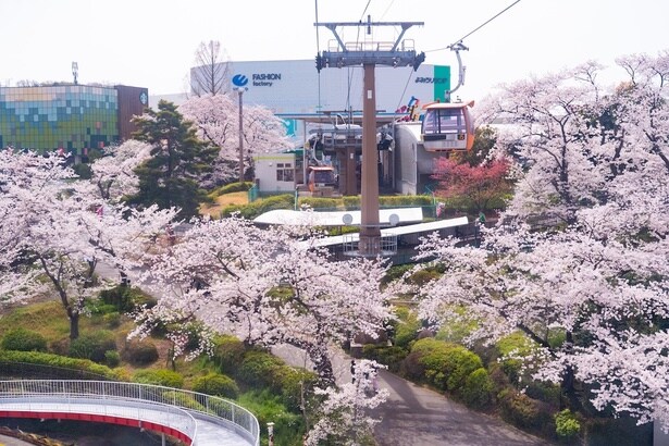 京王よみうりランド駅と入園口を結ぶゴンドラから眺める多摩丘陵の桜は、よみうりランドの春の風物詩。片道300円、往復500円