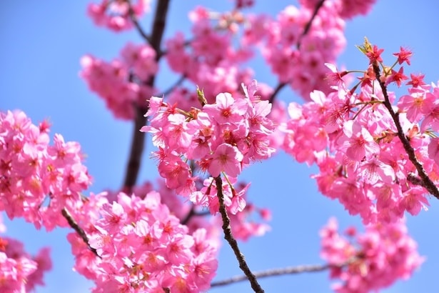 よみうりランドの名物「多摩緋桜」