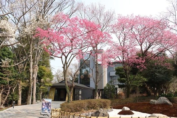 多摩緋桜が出迎える「花景の湯」