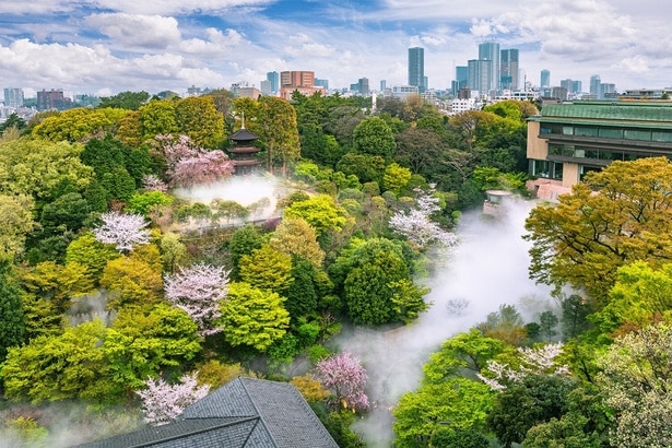 歴史あるホテルの敷地内を桜が彩る/ホテル椿山荘東京の桜(写真は過去の様子)