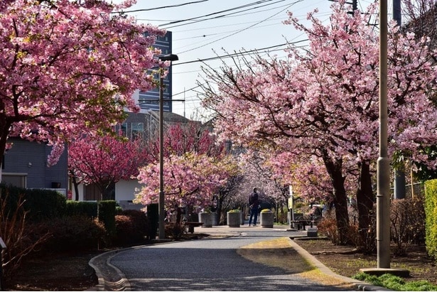 ソメイヨシノの開花シーズン間近!一足先に桜を楽しめそうなお花見名所は?
