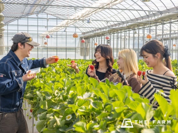 “いちご狩り無料”にグランピング、BBQ、温泉、サウナまで!!「THE FARM星空いちご園」に、3月平日なら学生証提示で一日遊べる「学生応援プラン」登場
