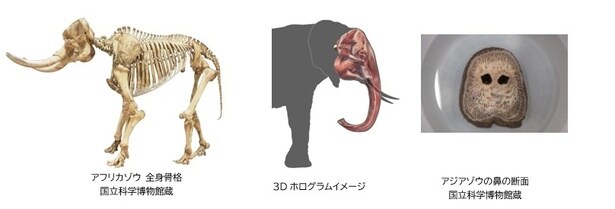 左からアフリカゾウの全身骨格、3Dホログラム、鼻の断面