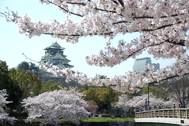 大阪城公園と桜(イメージ)