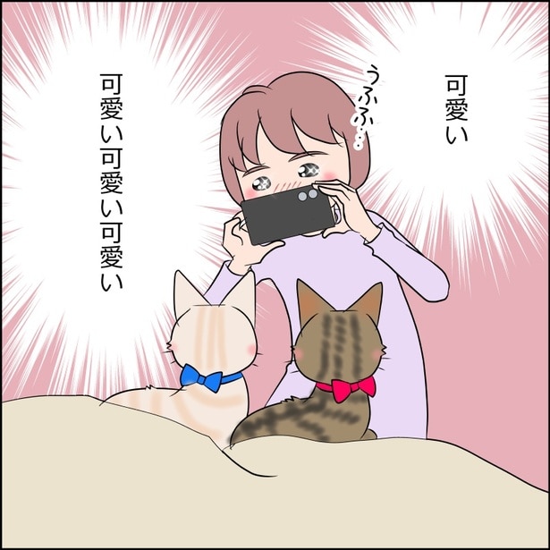 猫たちのかわいい姿をスマホで撮影する飼い主
