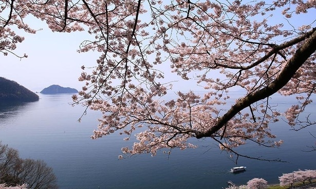 【写真】海津大崎の桜