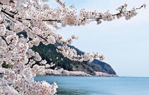 海津大崎の桜ガイド！開花時期や見頃・見どころ・アクセスを解説