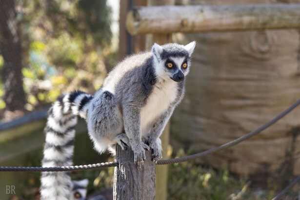 「アドベンチャードーム」宿泊者は「東武動物公園」に何度でも入退場できる特典が付く