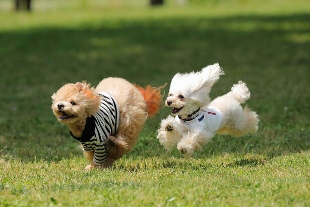 愛犬も思いきり走り回って自然を満喫できる