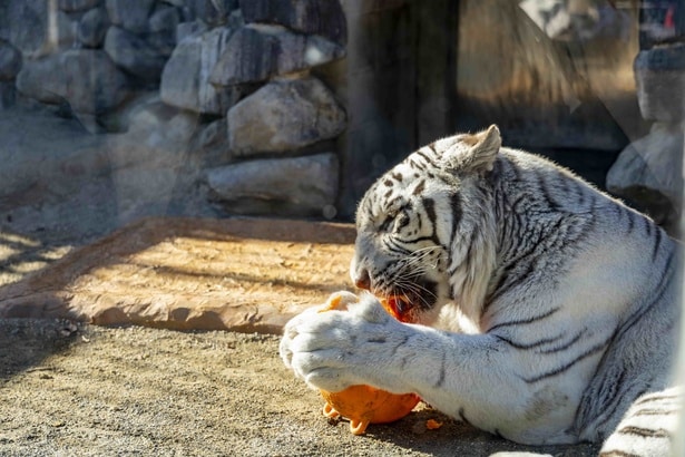 「東武動物公園」では、ホワイトタイガーをはじめ約120種類の動物を飼育