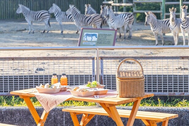 「東武動物公園」のサバンナエリアで、動物を眺めながら朝食を楽しむ「サバンナテラス・モーニング」