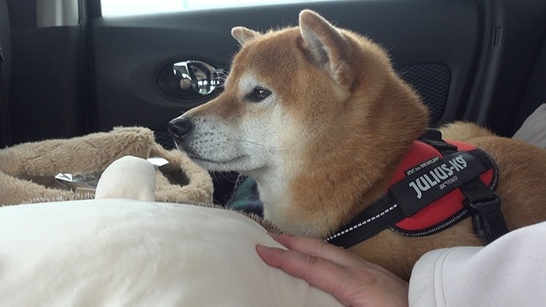 車に揺られながら、不安そうな顔のはちくん