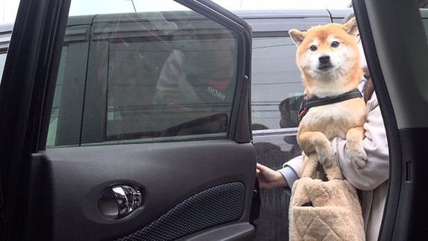 はちくんの番が来て、ついに病院へ！