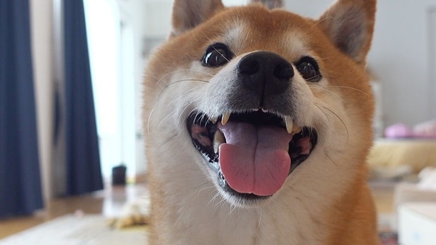 無事に家に帰ってきて笑顔のはちくん