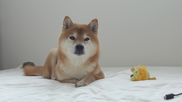 柴犬はちくん、苦手な病院へ行く！診察後の解放感でこぼれたニッコリがかわいすぎ