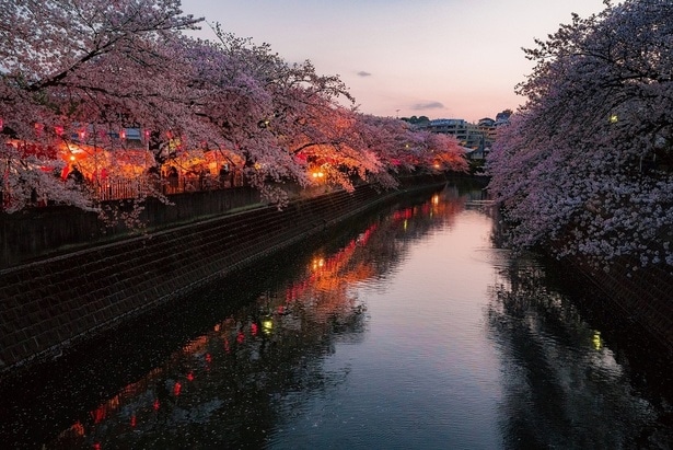 【写真】点灯したぼんぼりに照らされる大岡川プロムナードの桜
