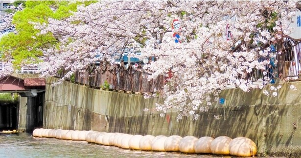 大岡川から眺める桜のイメージ(横浜港ボートパーク)