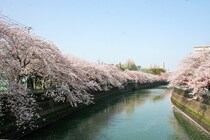 横浜有数の桜名所・大岡川！開花時期や見どころ、アクセスは？