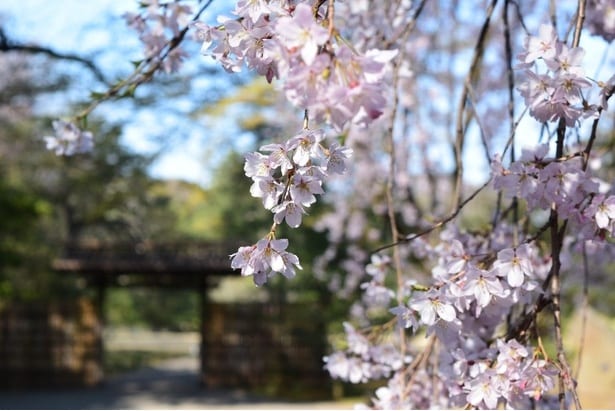 名物のしだれ桜は必見/六義園の桜
