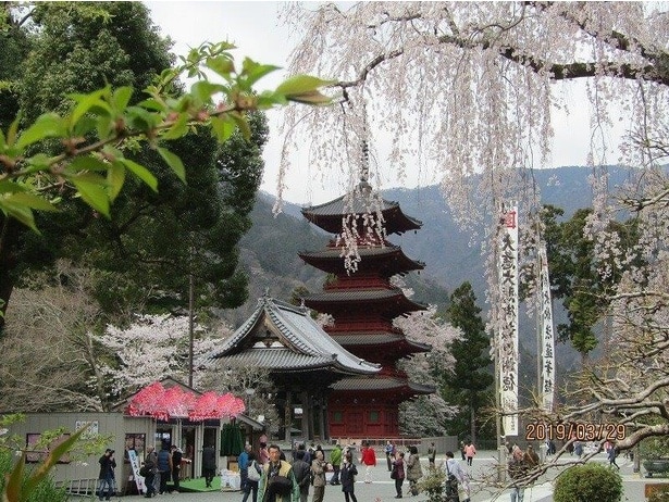 桜と新緑のコントラストが見事/身延山久遠寺の桜