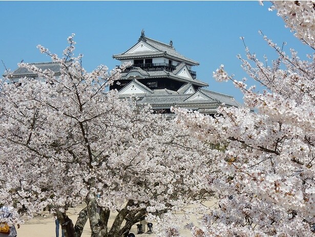 桜に囲まれ、松山城がより引き立つ/松山城(城山公園)の桜