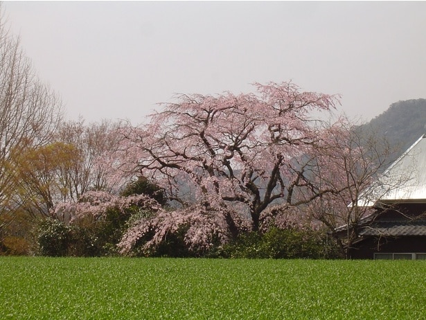 山里の緑を背景に淡いピンクの桜が映える/宝珠寺の桜