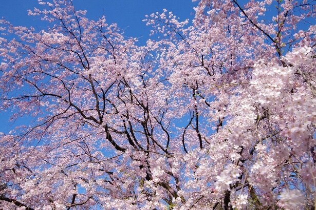 今週末いち早く桜が楽しめそうな桜名所(3月20日・21日・22日)