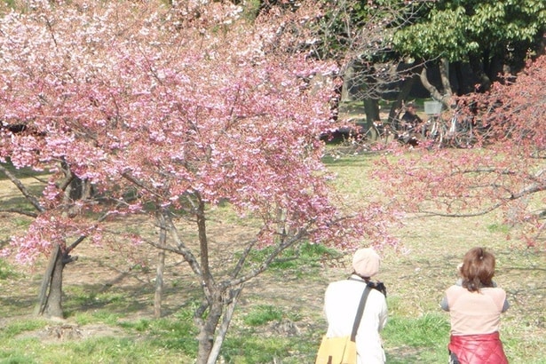 「住之江公園」の桜