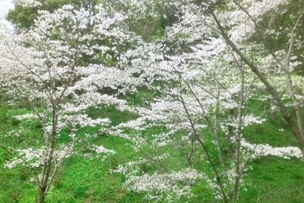 「長野公園(奥河内さくら公園)」の山肌に咲く桜