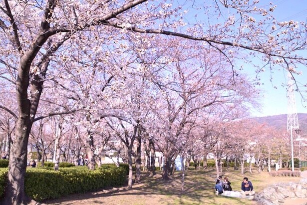 その名の通り開花時期には桜で彩られる「花園中央公園」の「桜の広場」