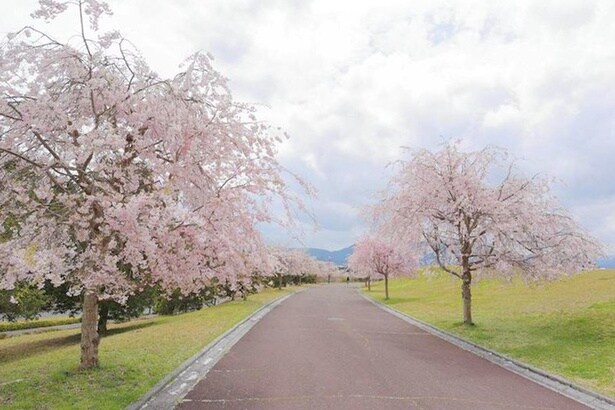 大はらっぱの散策路の両脇に、しだれ桜が美しく立ち並ぶ「三段池公園」