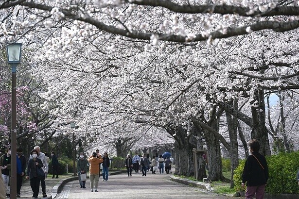 「七谷川・和らぎの道の桜」は、桜色のグラデーションが魅力