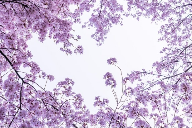 高遠城址公園のハートの桜