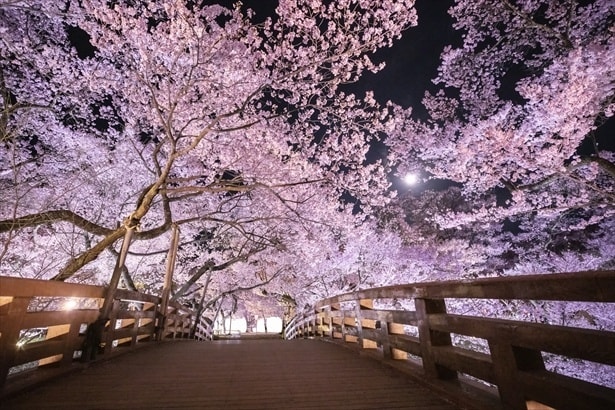 桜雲橋の夜桜