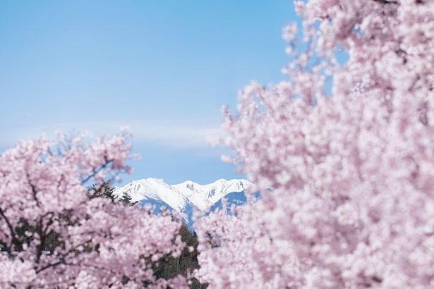 公園内から眺める中央アルプス