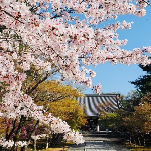 御室(仁和寺)の桜
